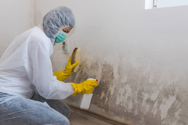 Best Local Mold Removal Service  in East End, AR