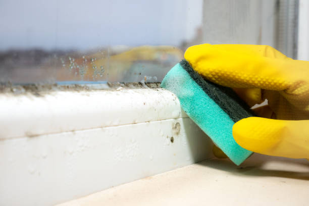 Best Crawl Space Mold Removal  in East End, AR