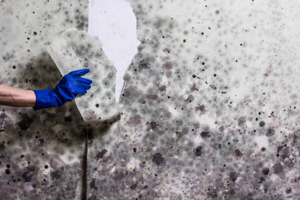 Best Commercial Mold Removal  in East End, AR