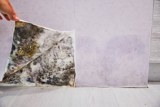 Best Mold Damage Repair  in East End, AR